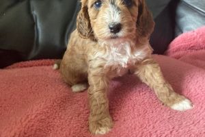 STUNNING PRA CLEAR F1 COCKAPOO PUPPIES FOR SALE