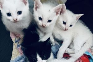 Turkish Angora For Sale in Lodon