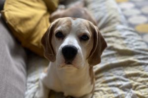 Beagle For Stud in Lodon