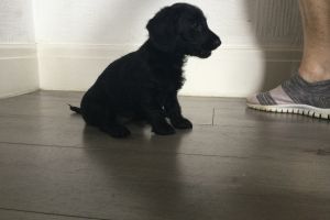 Cute Daxipoo ready for her new home