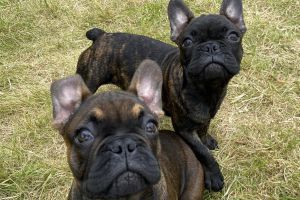 French Bulldog Puppies! Sable Boy & Brindle Girl