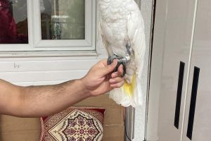 african-grey Wanted