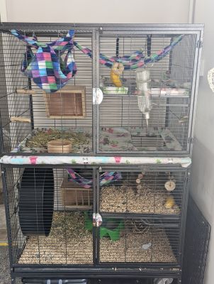 Pair of female chinchillas with set up | UKPets