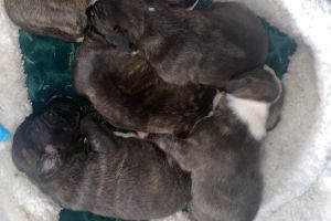 Staff cross puppies for sale