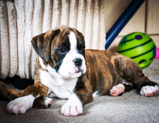 Boxer For Sale in Great Britain