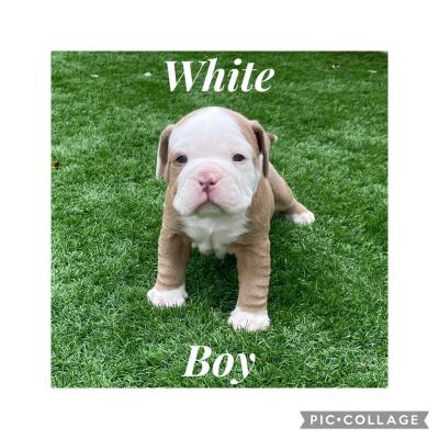 Old Tyme Bulldogs for Rehoming