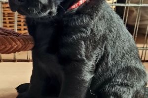 Labrador Retriever Advertisement UK Pets