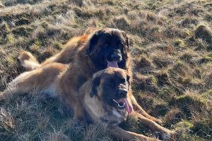 Leonbergers For Sale