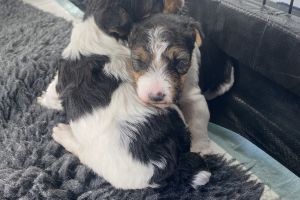 Fox Terrier For Sale in Great Britain