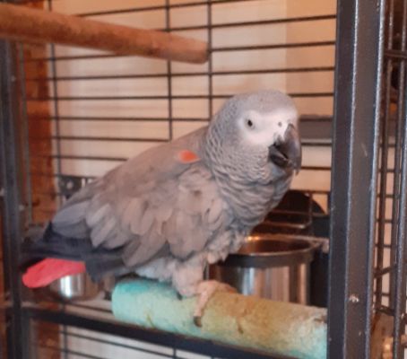 african-grey for Rehoming