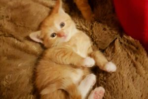 Norwegian Forest Cat For Sale in Great Britain