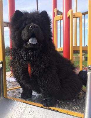 Chow Chow for Rehoming