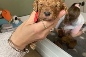 F2 cockapoo puppies for sale