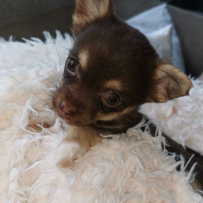 Chihuahua For Sale