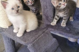 Gorgeous Ragdoll kittens for sale