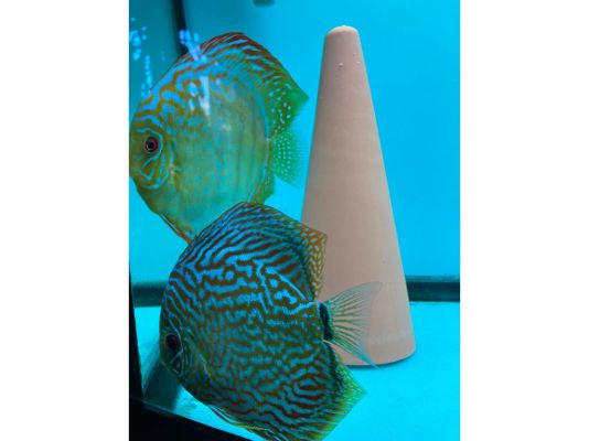 Discus for Rehoming
