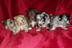 Pomeranian For Sale in Lodon