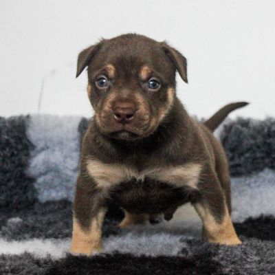 American Bully For Sale in the UK