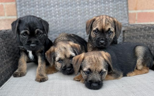 Available Border Terriers