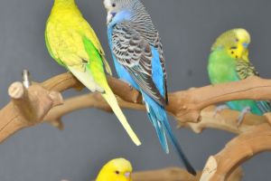 Budgie pairs £35 a pair