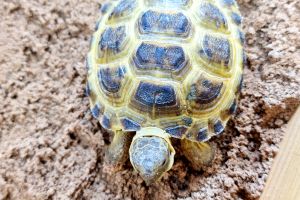 Tortoise For Sale in the UK