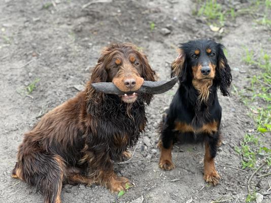 Cocker spaniel best sale stud near me