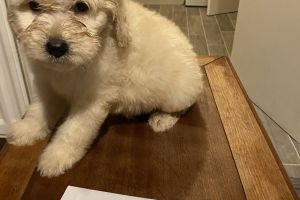Goldendoodle For Sale in the UK