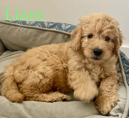 * READY NOW * Extraordinary F1 Goldendoodle puppies for sale | UKPets