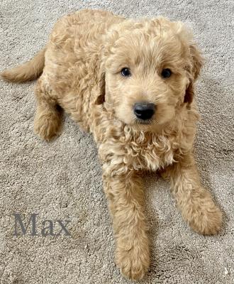 * READY NOW * Extraordinary F1 Goldendoodle puppies for sale | UKPets