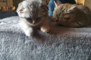 Scottish Fold For Sale in the UK