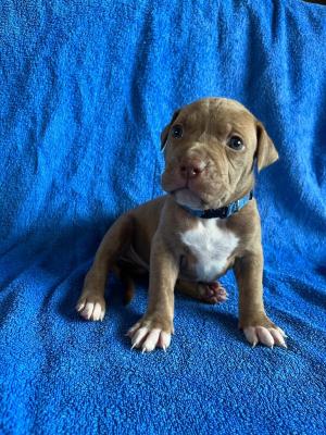 XL Bully Cross Pups for Sale | UKPets