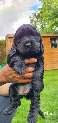 Available Cocker Spaniels