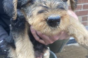 KC Airedale Terrier pups ready to leave
