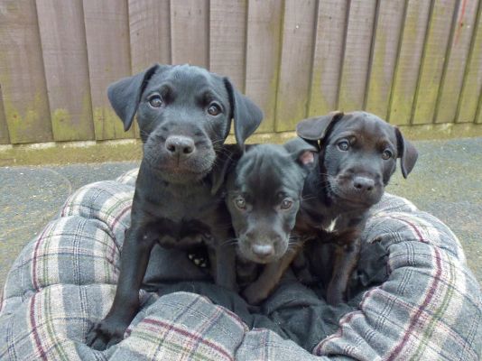 Patterdale Terrier For Sale in Great Britain
