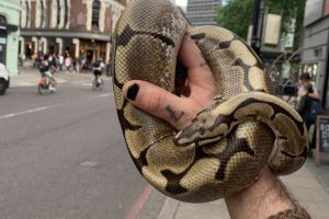 Python Snake For Sale in Great Britain