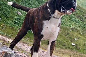 Boxer for Rehoming