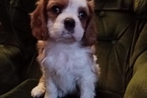 Cavalier King Charles Spaniels For Sale