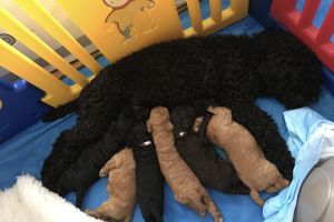 Labradoodle For Sale in Lodon