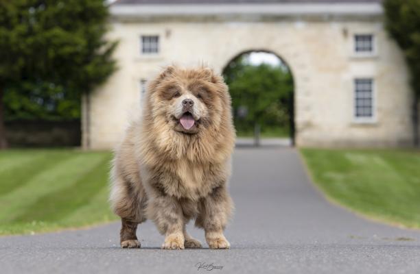 Blue merle hotsell chow chow