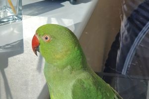Parrot for Rehoming