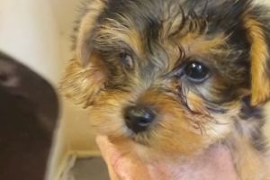 Yorkshire Terrier For Sale in the UK