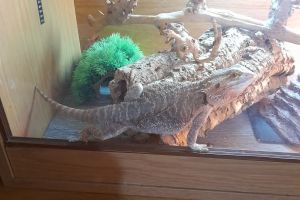 Bearded Dragon for Rehoming