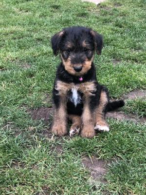 Airedale Terrier For Sale in Lodon