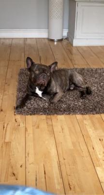 French Bulldog Online Listings