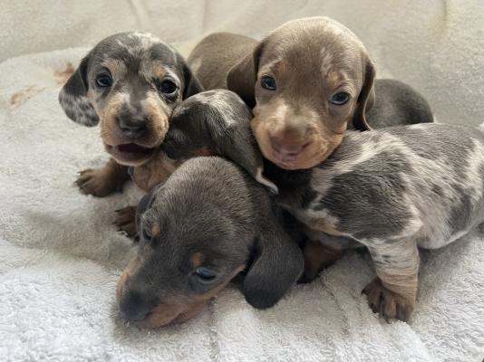 Miniature Dachshunds For Sale