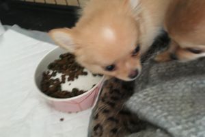 Pomchi for Rehoming