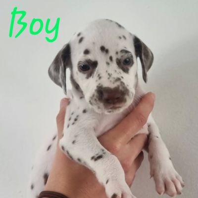 Kc registered dalmatian hot sale puppies for sale