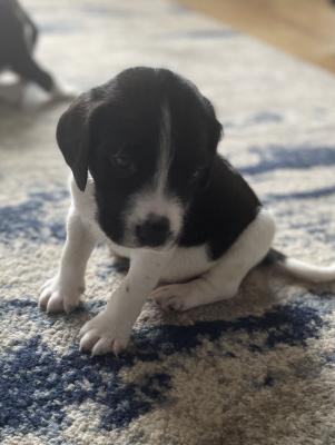 Spreagle puppies for sale | UKPets