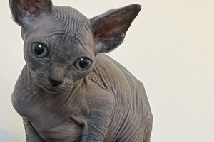 Beautiful Canadian Sphynx for sale