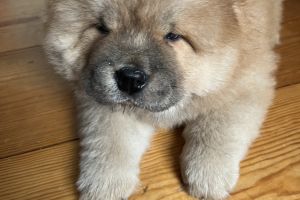 Chow Chow For Sale in Great Britain